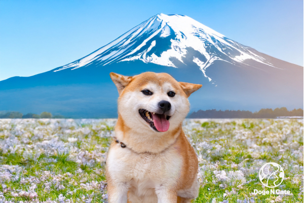 23.png